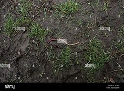 the smallest worm will turn, being trodden on